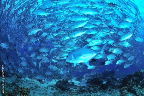 Obraz sipadanのギンガメアジの群とGT