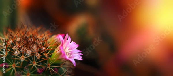 Fototapeta Mamillaria flowering spiky cactus with pink flower horizontal wide banner blurred background dark image free space to text gardening spring