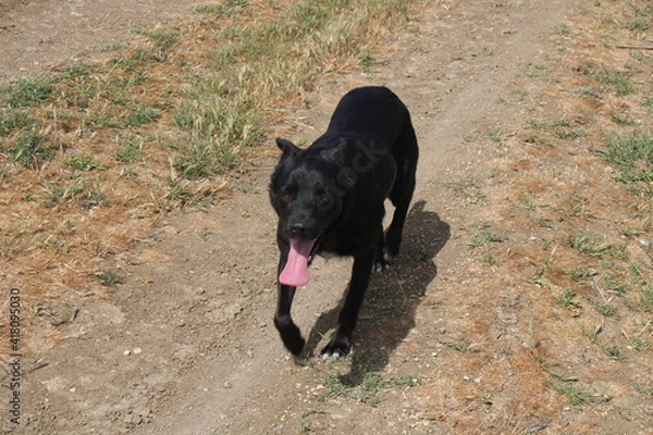 Obraz black dog running