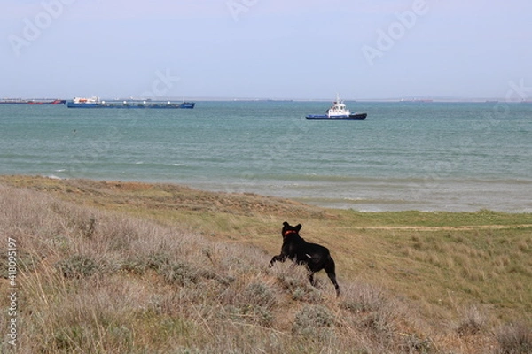 Obraz dog running on the beach