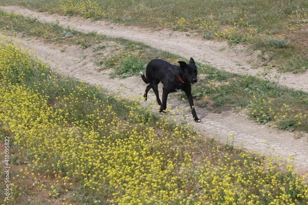 Obraz dog running  in the field