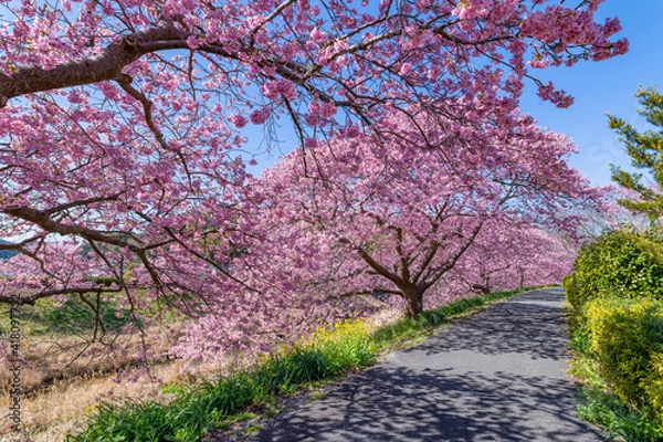 Fototapeta 静岡県賀茂郡南伊豆町　青野川沿いの河津桜