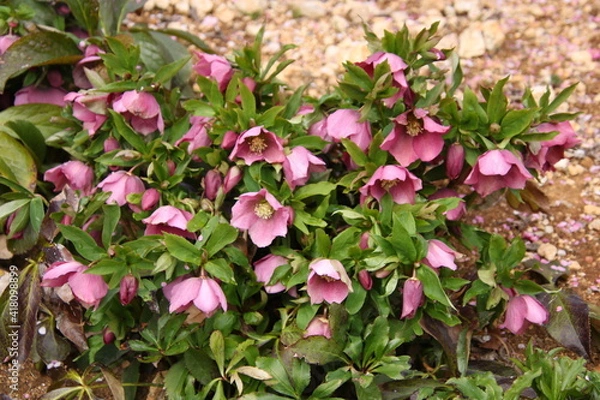 Obraz クリスマスローズが咲く花壇