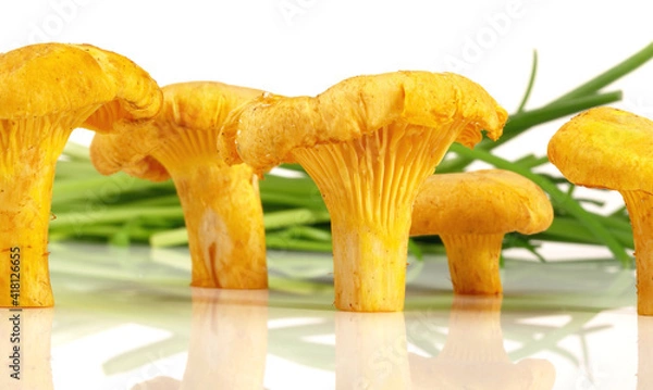 Fototapeta Standing Fresh Chanterelles on white Background Isolated