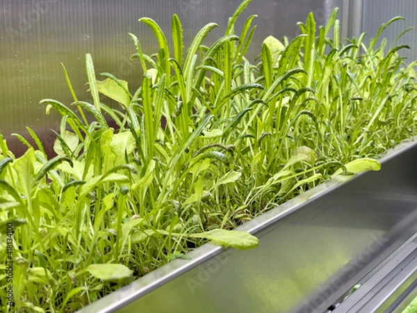 Fototapeta Growing Vegetables and Salad Leaves the Polycarbonate High-tech Indoor Greenhouse the Aluminum Shelves Under Artificial Light.
