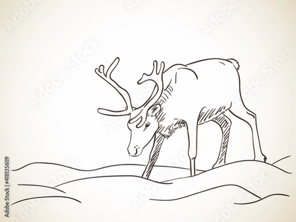 Fototapeta reindeer hand drawn vector