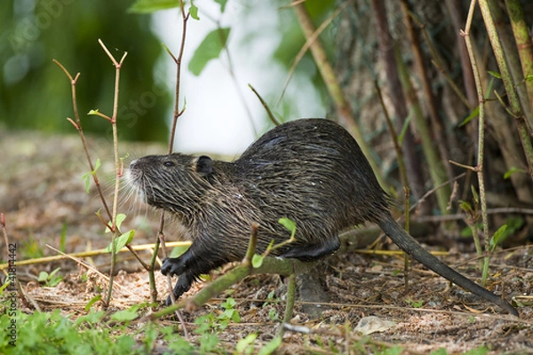 Obraz Ragondin - Myocastor coypus - Coypu - Nutria