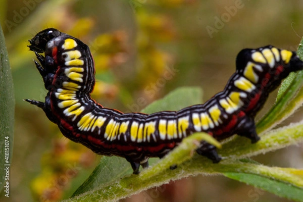 Obraz Cucullia asteris in the forest