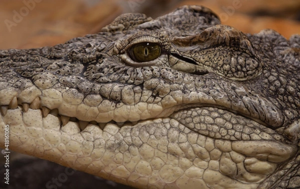 Fototapeta crocodile head close-up on brown background