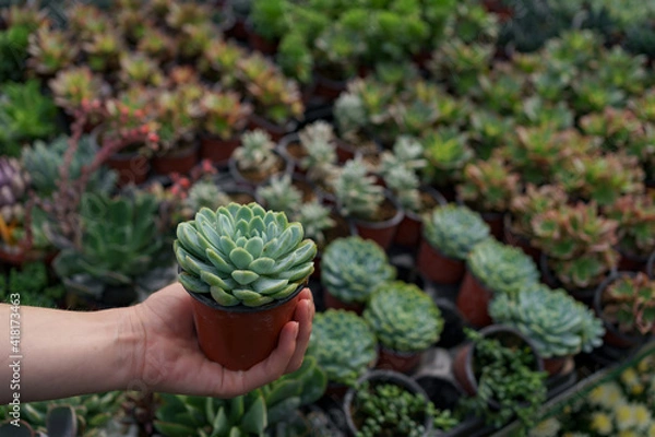 Fototapeta Close up woman hand holding a pot with a succulent plant with many other succulents in background.
