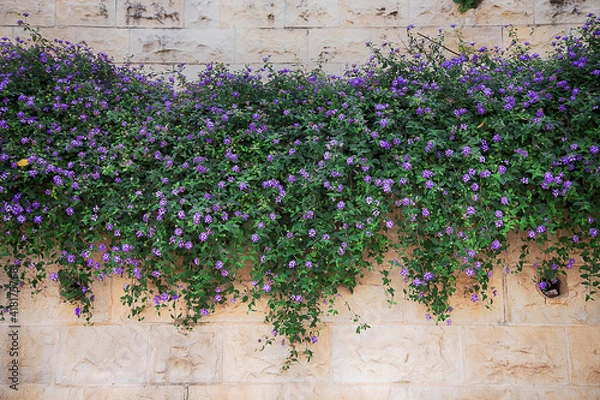 Obraz multiple amp flowers on a brick wall