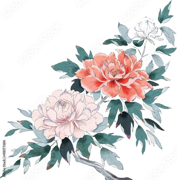 Obraz 牡丹　イラスト