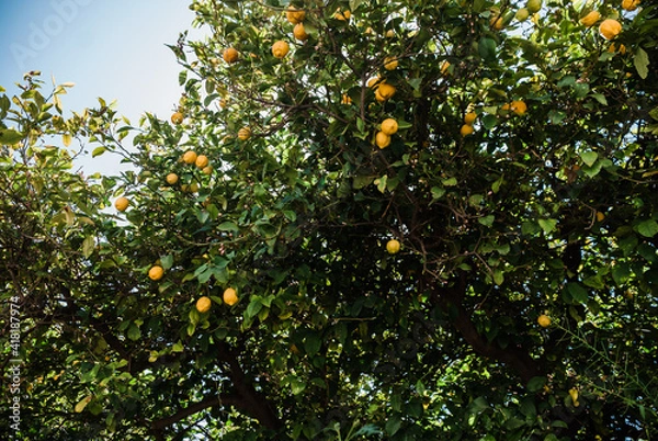 Obraz Lemons ready to be picked from the lemon tree
