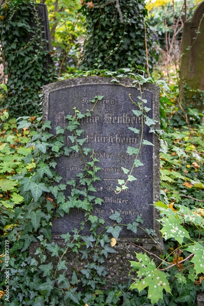 Fototapeta ivy overtakes an old gravestone