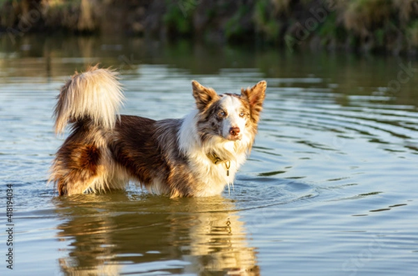 Fototapeta border collie dog standing in the water with beautiful afternoon lighting
