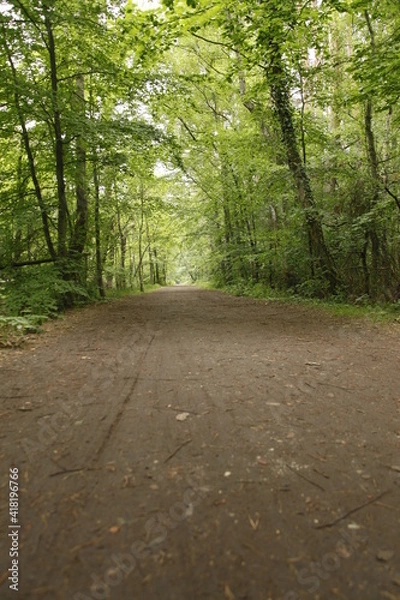 Obraz Waldweg 