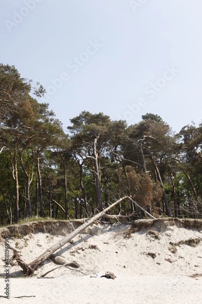 Obraz Dünenwald an der Ostsee