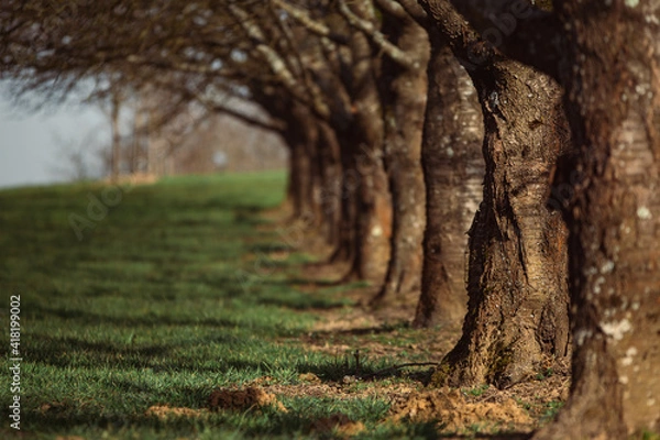 Fototapeta tree in the park