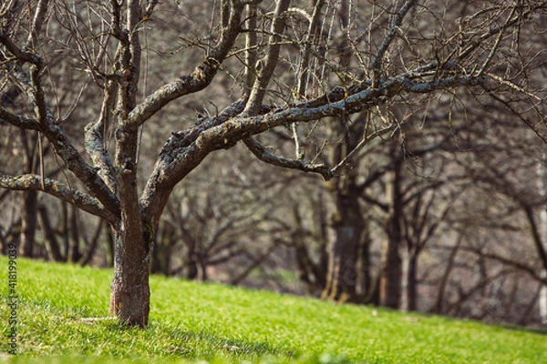 Fototapeta tree in spring