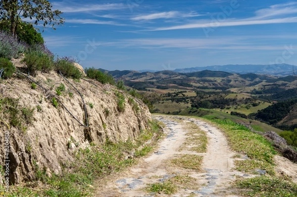 Obraz The curved dirt road at the lower section of "O Lavandario" farm that goes around the plantation fields and offers a clear view of the mountainous landscape.