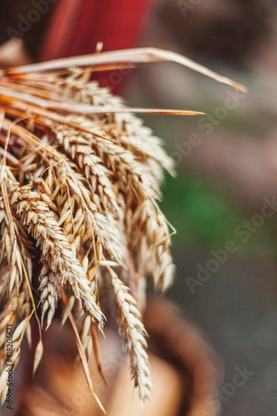 Obraz Getreide im Herbst