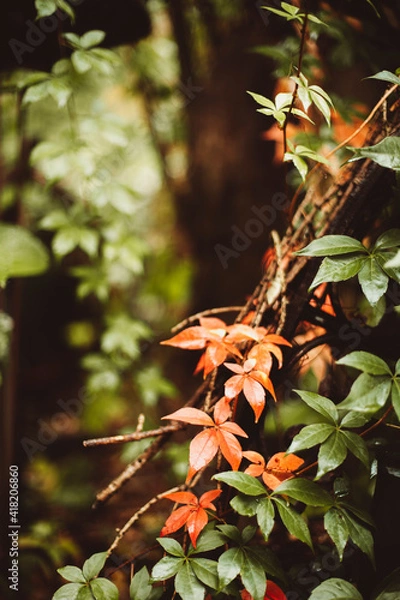 Obraz Herbstfärbung Blätter