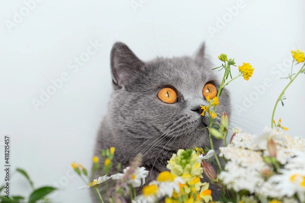 Fototapeta A British cat with large yellow eyes looks at a bouquet of wildflowers and sniffs them