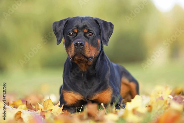 Obraz Adorable black and tan Rottweiler dog posing outdoors lying down on fallen maple leaves in autumn