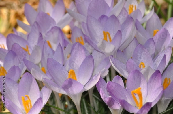Obraz crocus