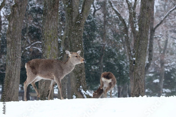 Obraz 奈良公園　鹿　冬　