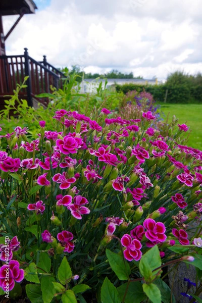 Fototapeta 花壇のピンク色　可愛い花