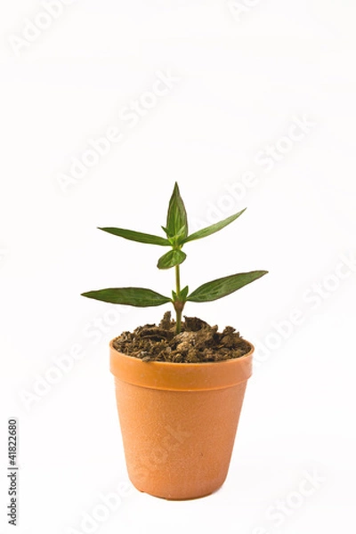 Fototapeta trees in pots