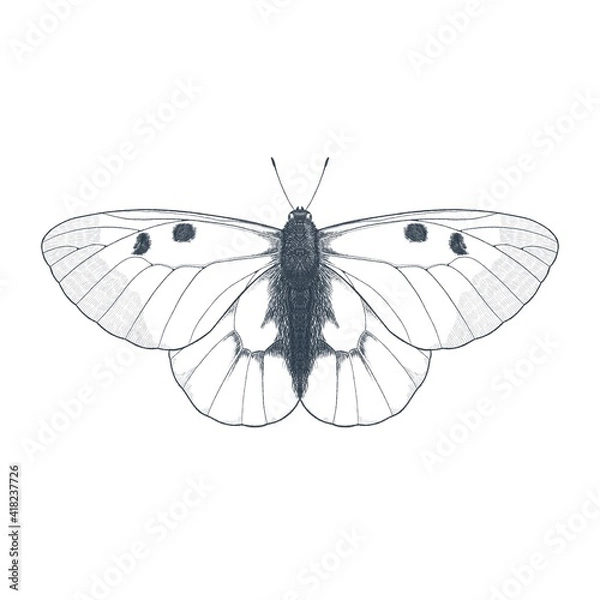 Fototapeta Pencil imitation drawing illustration of Clouded Apollo butterfly isolated on white background