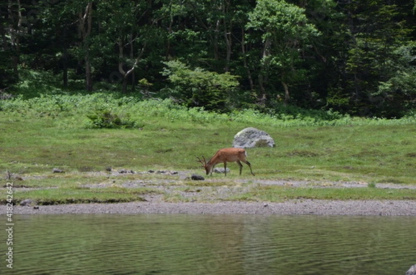 Fototapeta 白根山