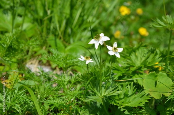 Fototapeta 高山植物