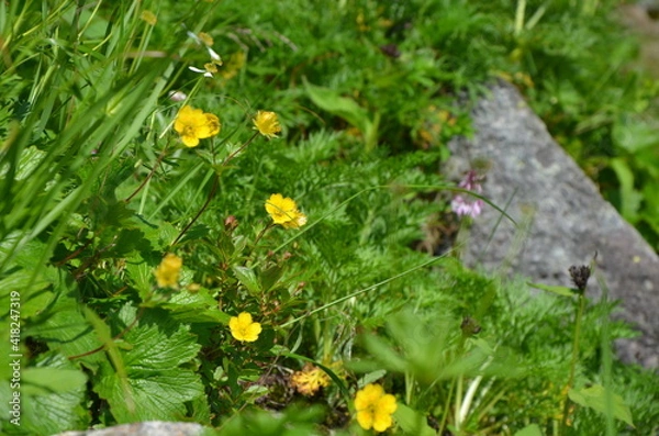 Fototapeta 奥穂高