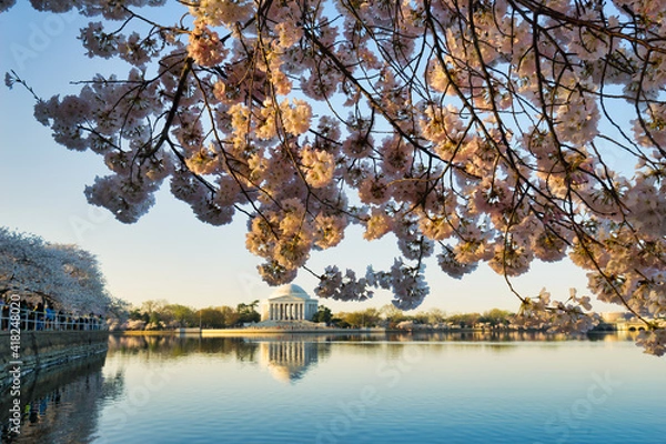 Obraz Thomas Jefferson Memorial and cherry blossoms