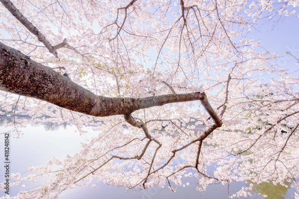 Obraz cherry tree blossom