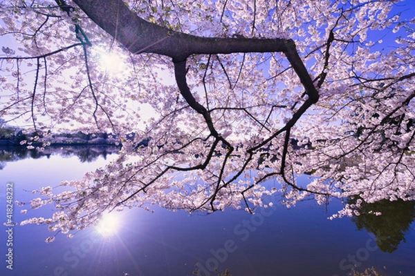 Obraz cherry tree blossom