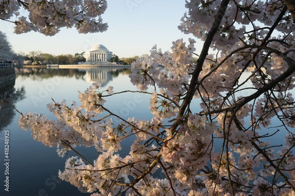 Obraz Thomas Jefferson Memorial and cherry blossoms