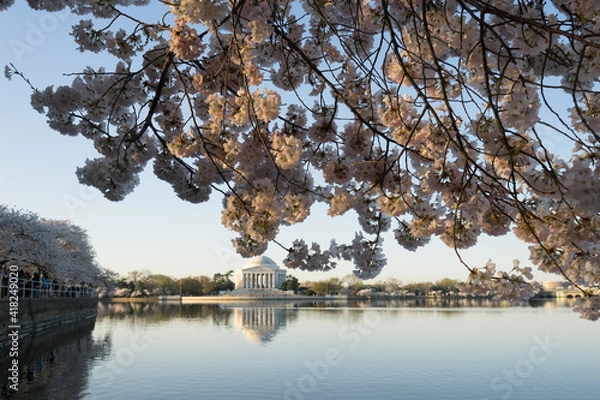 Obraz Thomas Jefferson Memorial and cherry blossoms