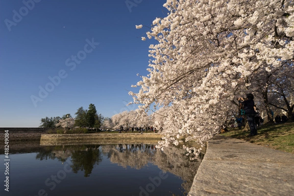 Obraz cherry tree blossom, Washington DC
