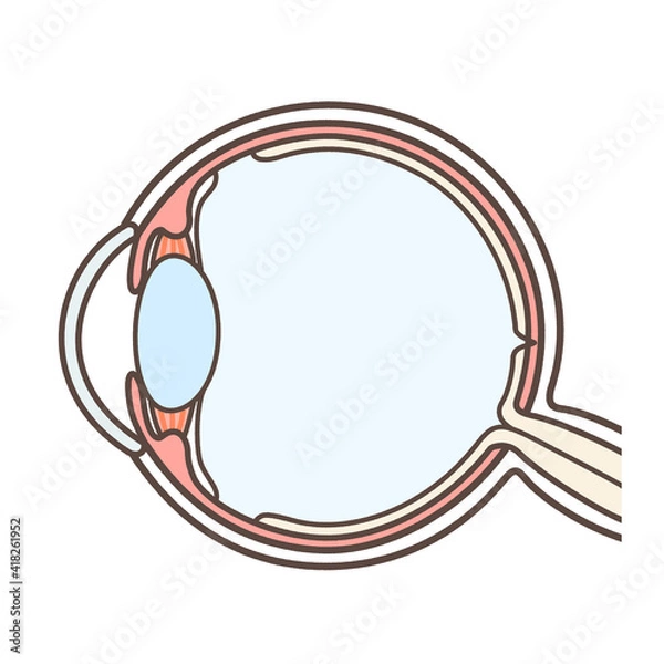 Obraz 正常な眼球の図解