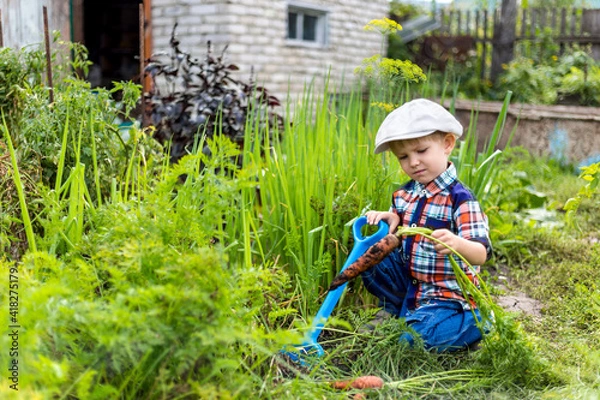 Fototapeta a small child in the garden digs a crop of vegetables and carrots