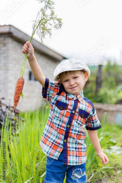 Fototapeta a small child in the garden digs a crop of vegetables and carrots