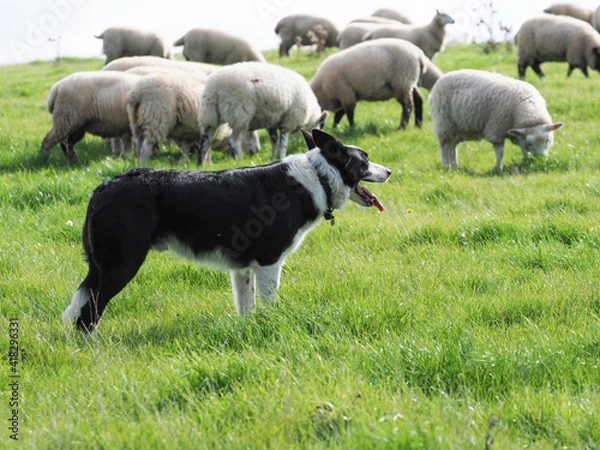 Obraz Working Sheep Dog