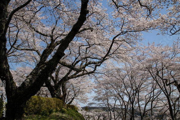 Fototapeta 桜　宮城　利府