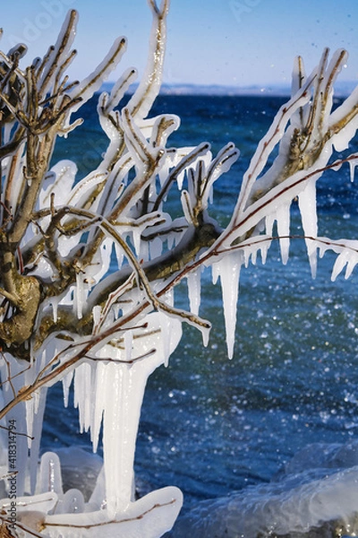 Fototapeta Eizapfen an Baum am See Romanshorn
