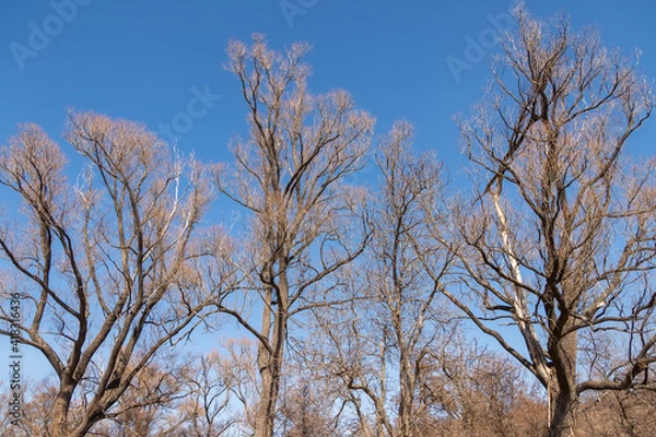 Fototapeta Lonely trees with branches in the sky