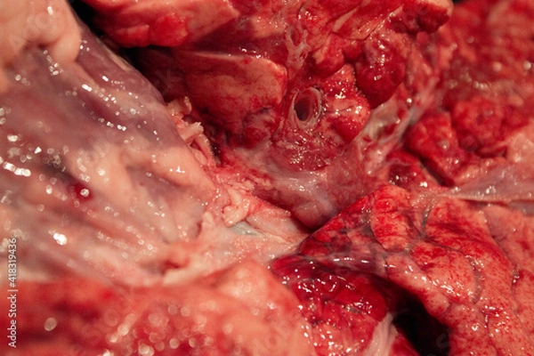 Obraz A Close Up of Lungs, Heart and Windpipe Raw Meat of a Sheep